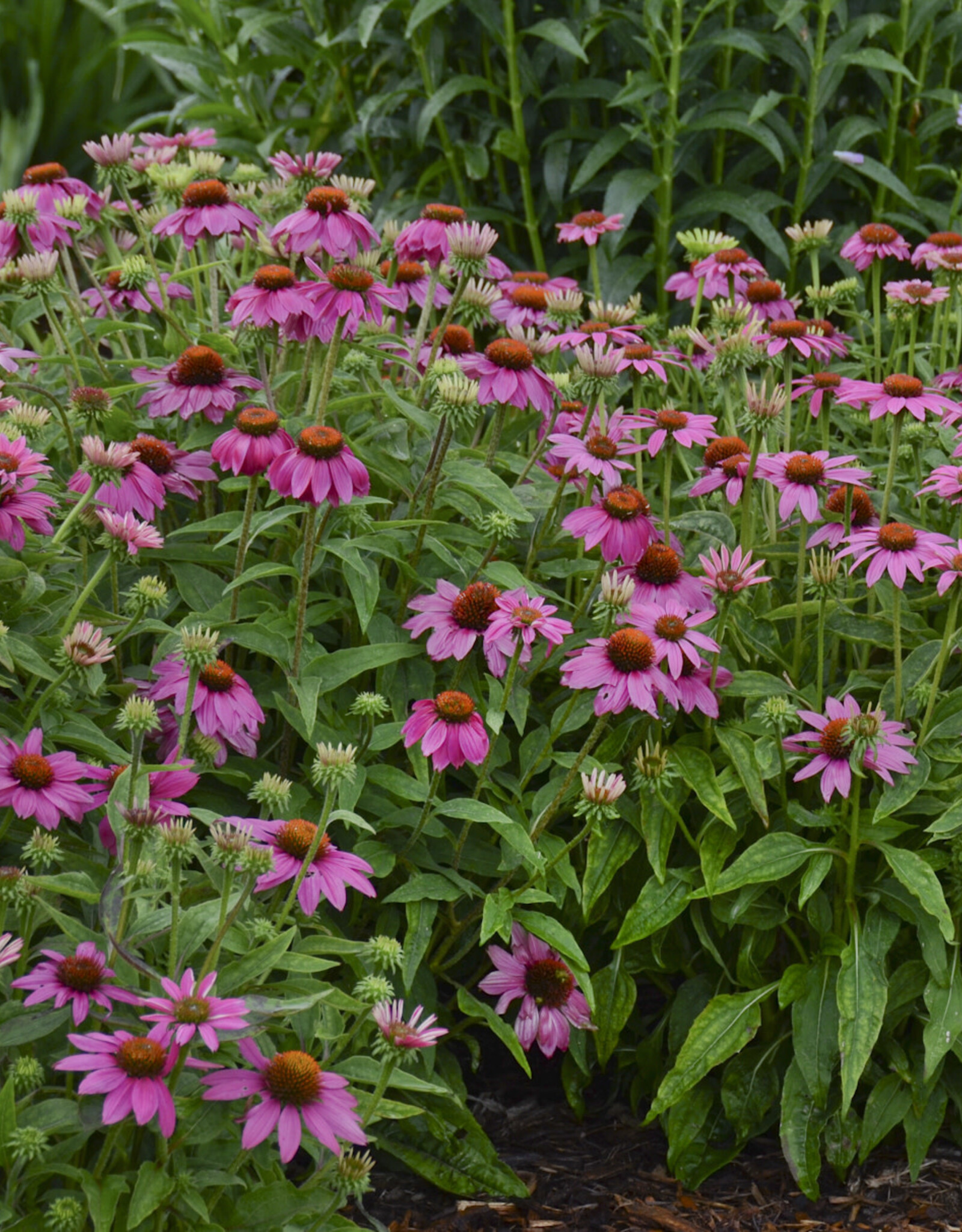 Gulley Greenhouse Echinacea p. 'PowWow WildBerry' #1