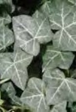 Gulley Greenhouse Hedera helix 'Thorndale'  3.5 in