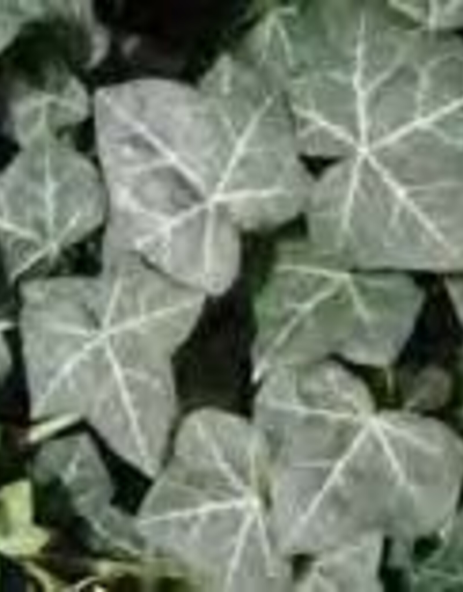 Gulley Greenhouse Hedera helix 'Thorndale'  3.5 in