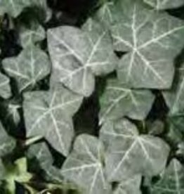 Gulley Greenhouse Hedera helix 'Thorndale'  3.5 in