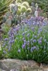 Gulley Greenhouse Lavender Agustifolia Wee One 2 in