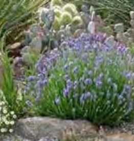 Gulley Greenhouse Lavender Agustifolia Wee One 2 in