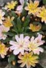 Gulley Greenhouse LEWISIA longipetala ‘Little Peach’ 3.5 inch Perennial- Cliff Maids