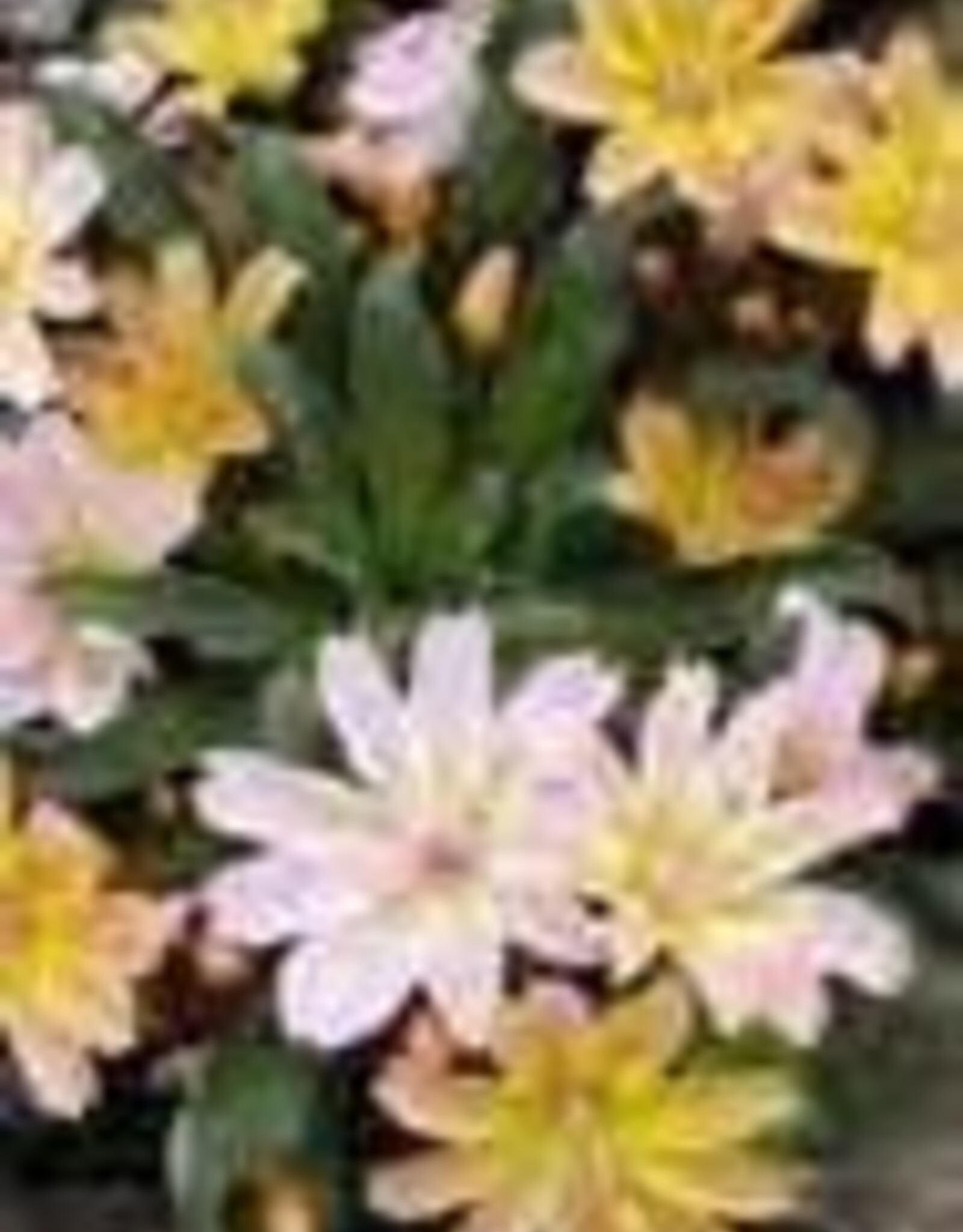 Gulley Greenhouse LEWISIA longipetala ‘Little Peach’ 3.5 inch Perennial- Cliff Maids
