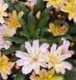 Gulley Greenhouse LEWISIA longipetala ‘Little Peach’ 3.5 inch Perennial- Cliff Maids