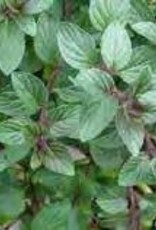 Gulley Greenhouse Mentha spicata -Chocolate Peppermint 3.5in  plant