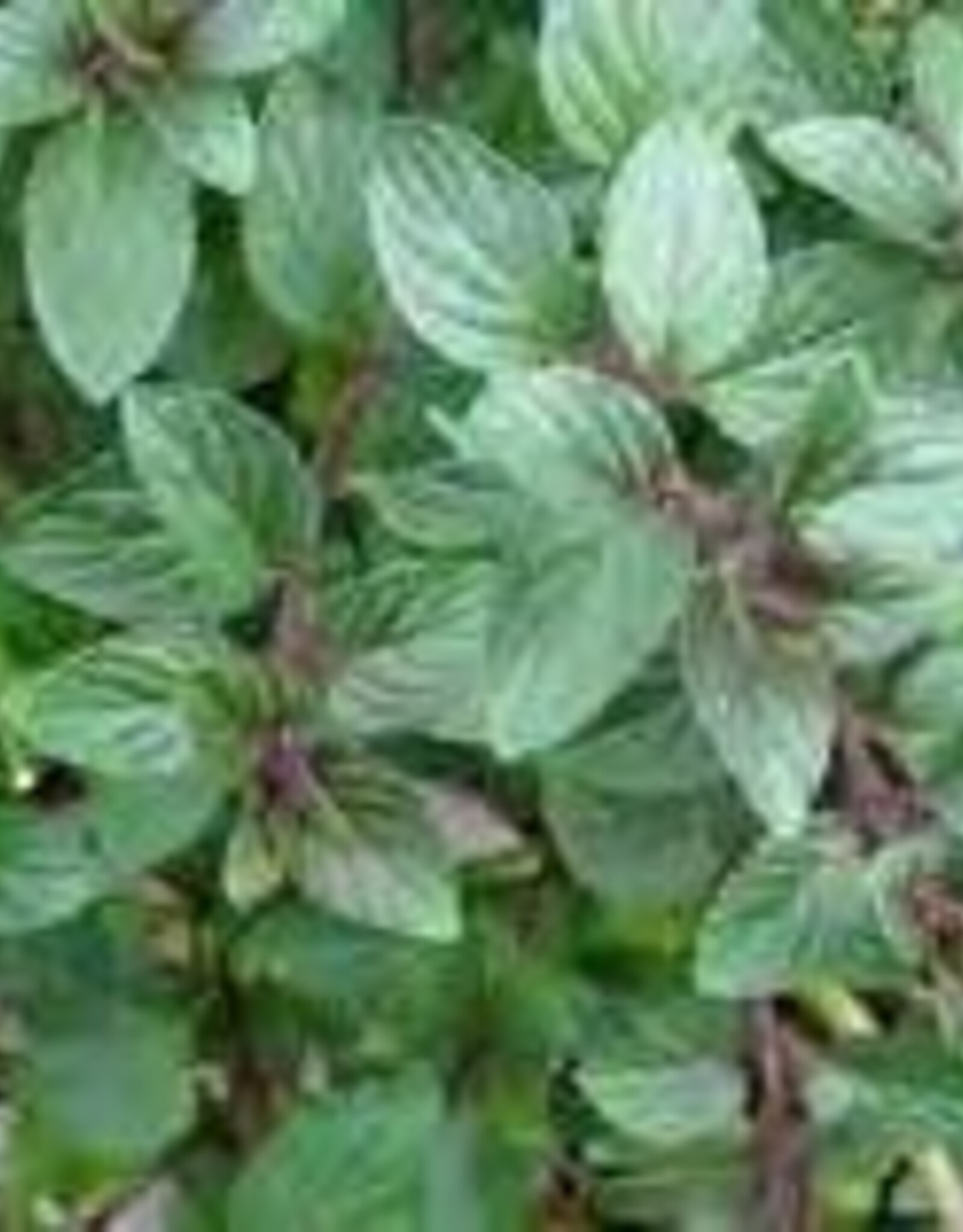 Gulley Greenhouse Mentha spicata -Chocolate Peppermint 3.5in  plant