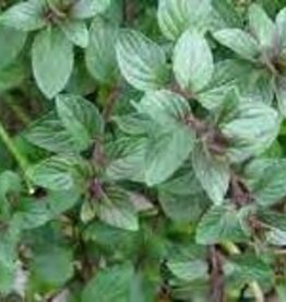 Gulley Greenhouse Mentha spicata -Chocolate Peppermint 3.5in  plant