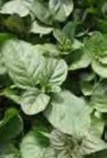 Gulley Greenhouse Mentha  -Orange Peppermint 3.5in  plant