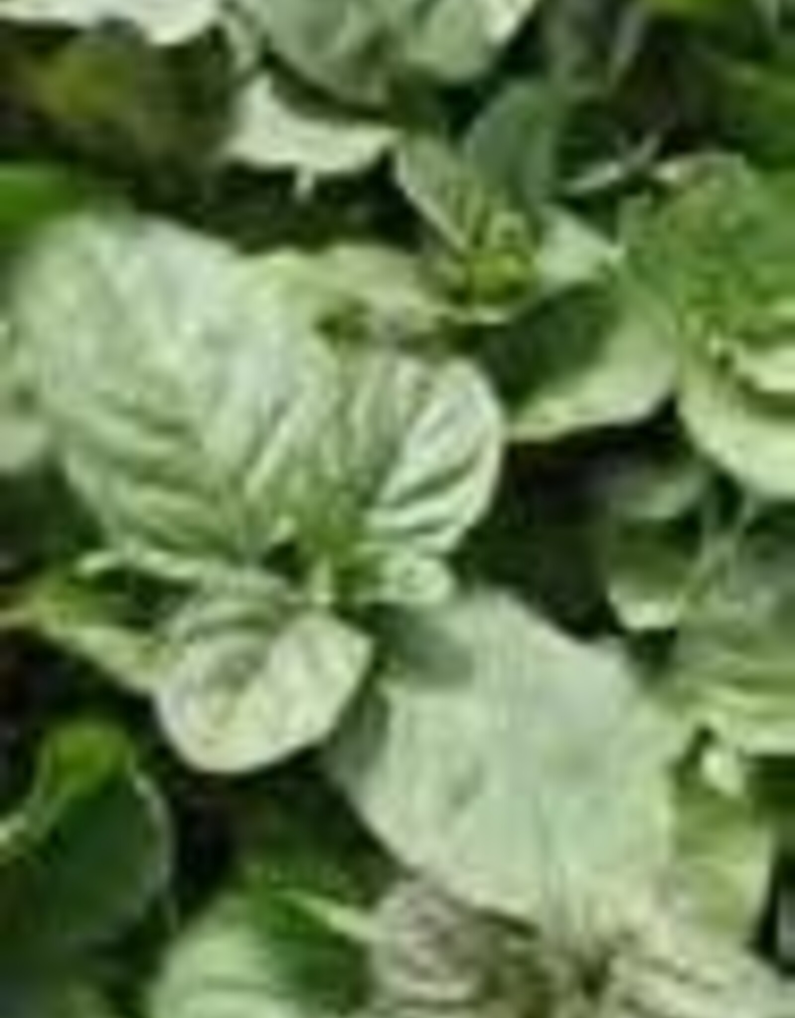 Gulley Greenhouse Mentha  -Orange Peppermint 3.5in  plant