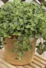 Gulley Greenhouse Origanum vulgare 'Hot & Spicy 3.5 - Oregano