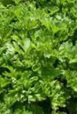 Gulley Greenhouse Parsley Curled , Plant Start 3.5 in GG