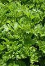 Gulley Greenhouse Parsley Plant Start 3.5 in GG