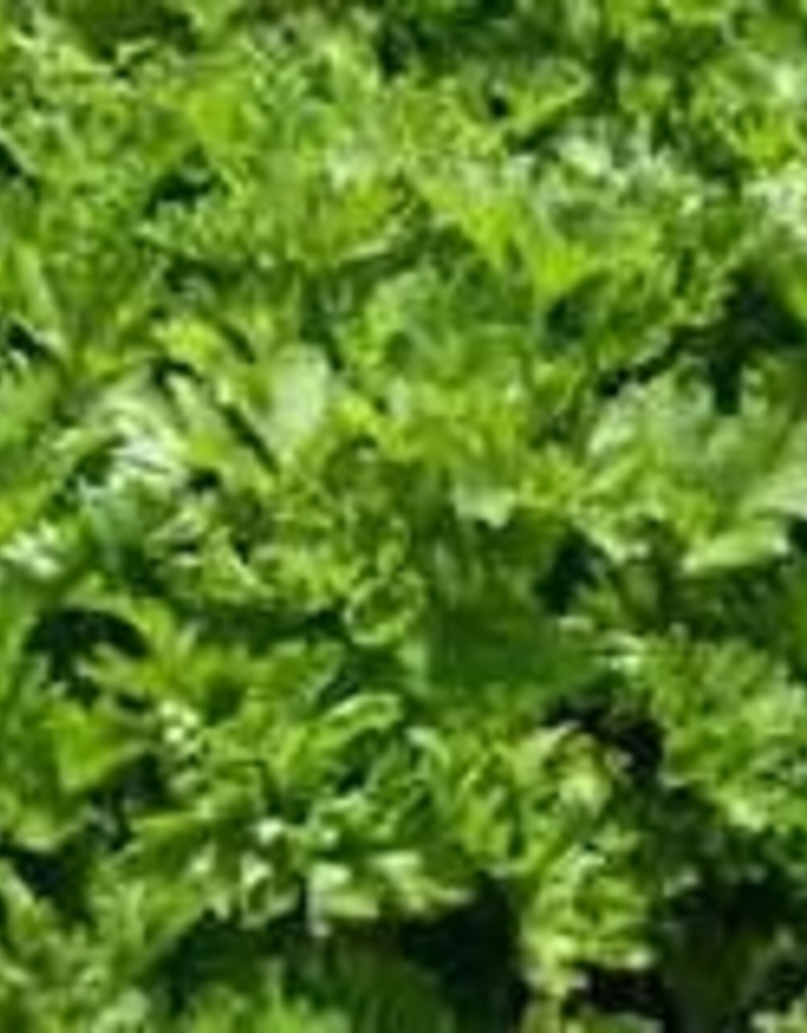 Gulley Greenhouse Parsley Curled , Plant Start 3.5 in GG