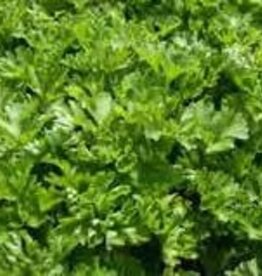 Gulley Greenhouse Parsley Curled , Plant Start 3.5 in GG