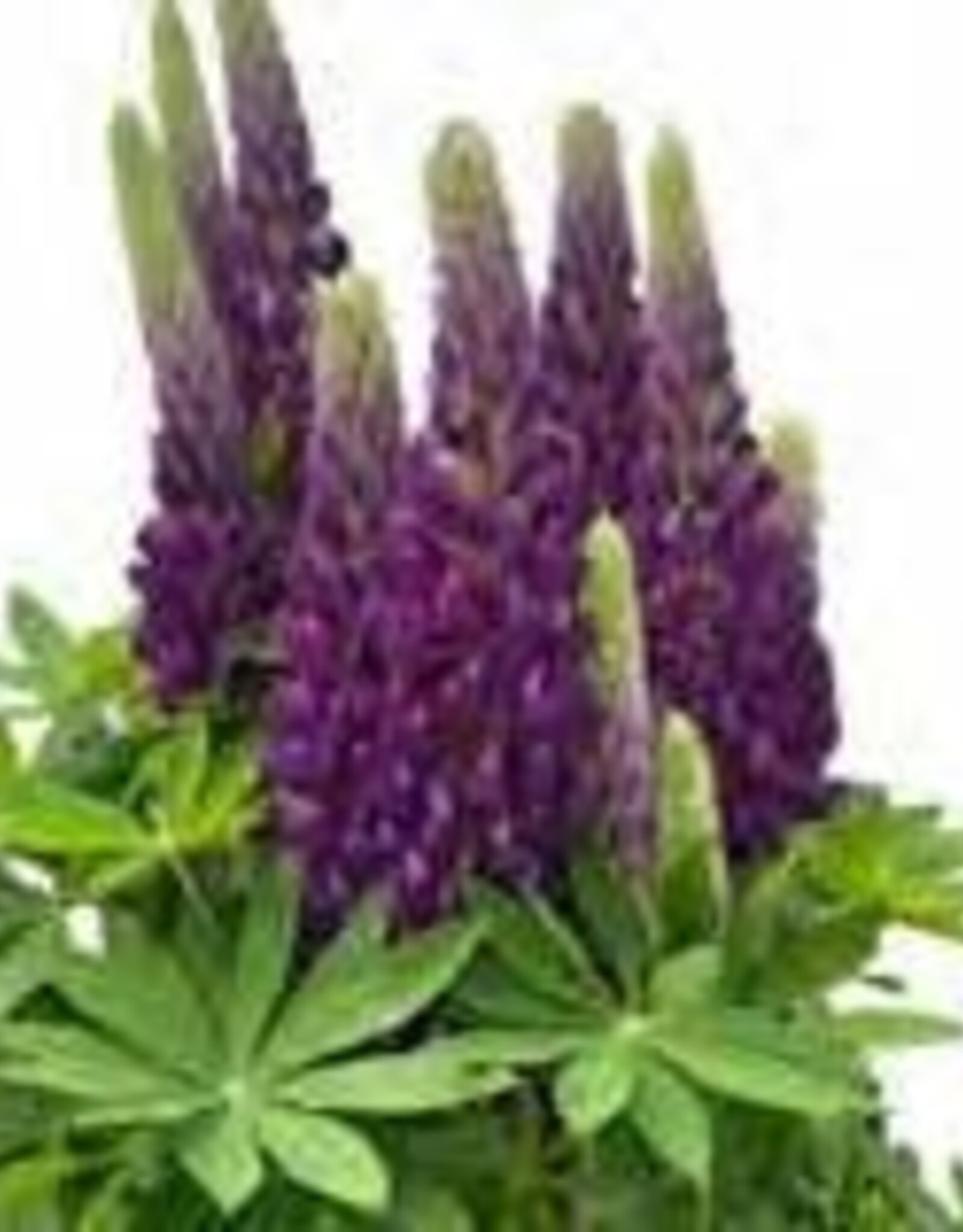 Gulley Greenhouse Lupinus 'Staircase Purple' Lupine #1