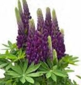 Gulley Greenhouse Lupinus 'Staircase Purple' Lupine #1