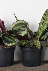 Mainland CALATHEA, ASSORTED  6 inch pot