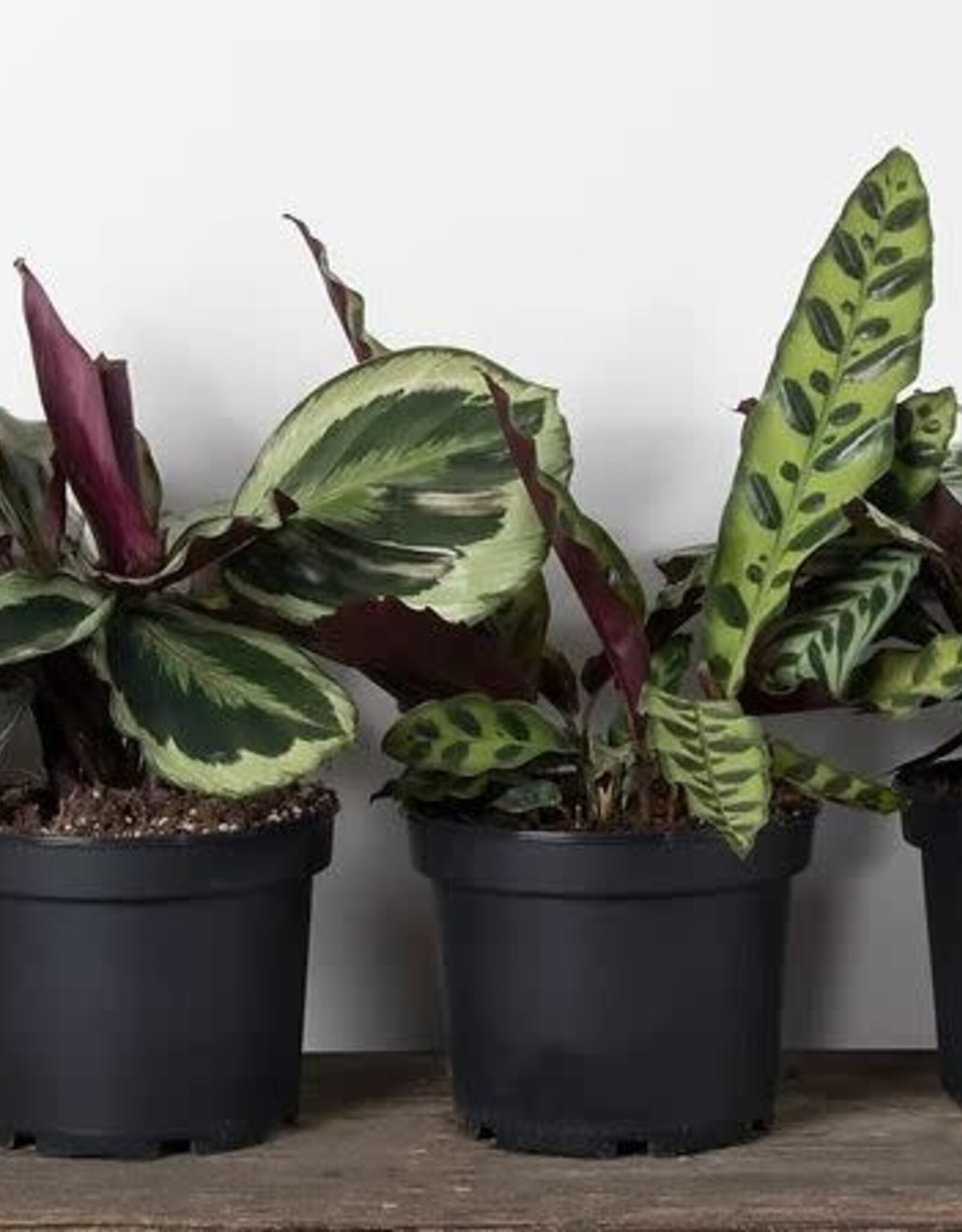 Mainland CALATHEA, ASSORTED  6 inch pot
