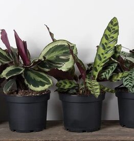 Mainland CALATHEA, ASSORTED  6 inch pot