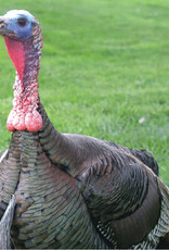 Dunlap Bronze Turkey SR 4-17-26