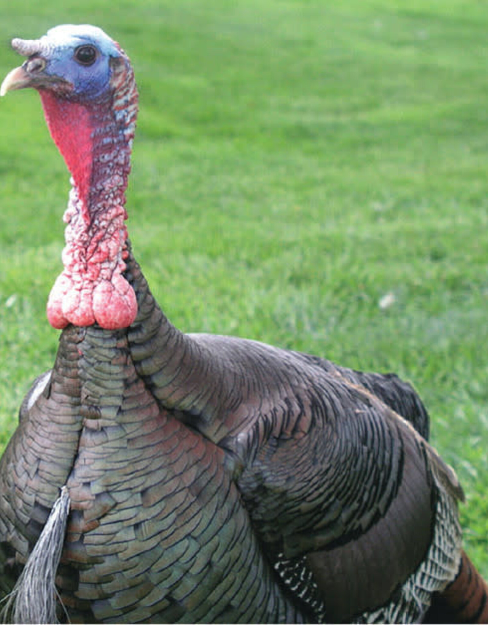 Dunlap Bronze Turkey SR 4-17-26