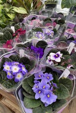 Mainland Saintpaulia African violet Large Assorted 4in MF