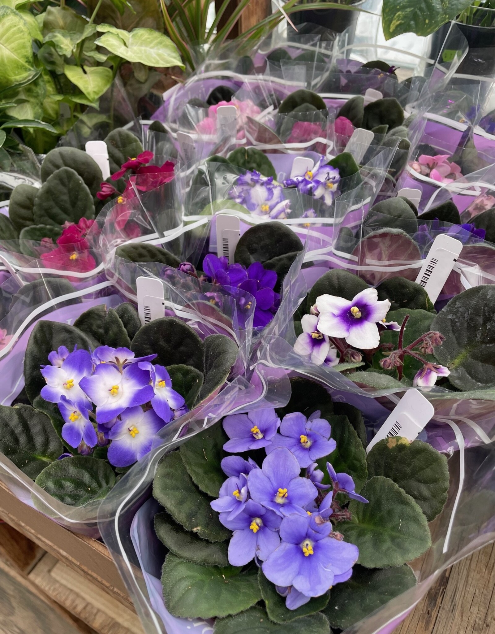 Mainland Saintpaulia African violet Large Assorted 4in MF