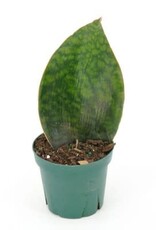 Cascade Tropicals Sansevieria masoniana 4in - Whale Fin Snake Plant