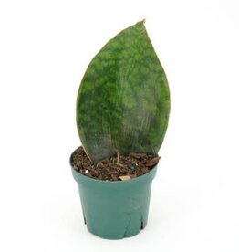 Cascade Tropicals Sansevieria masoniana 4in - Whale Fin Snake Plant