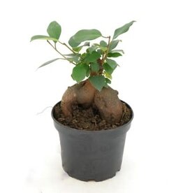 Cascade Tropicals Ficus retusa 6in - Ginseng