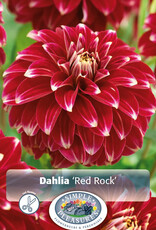 DeVroomen Dahlia Decorative Red Rock 1 tuber