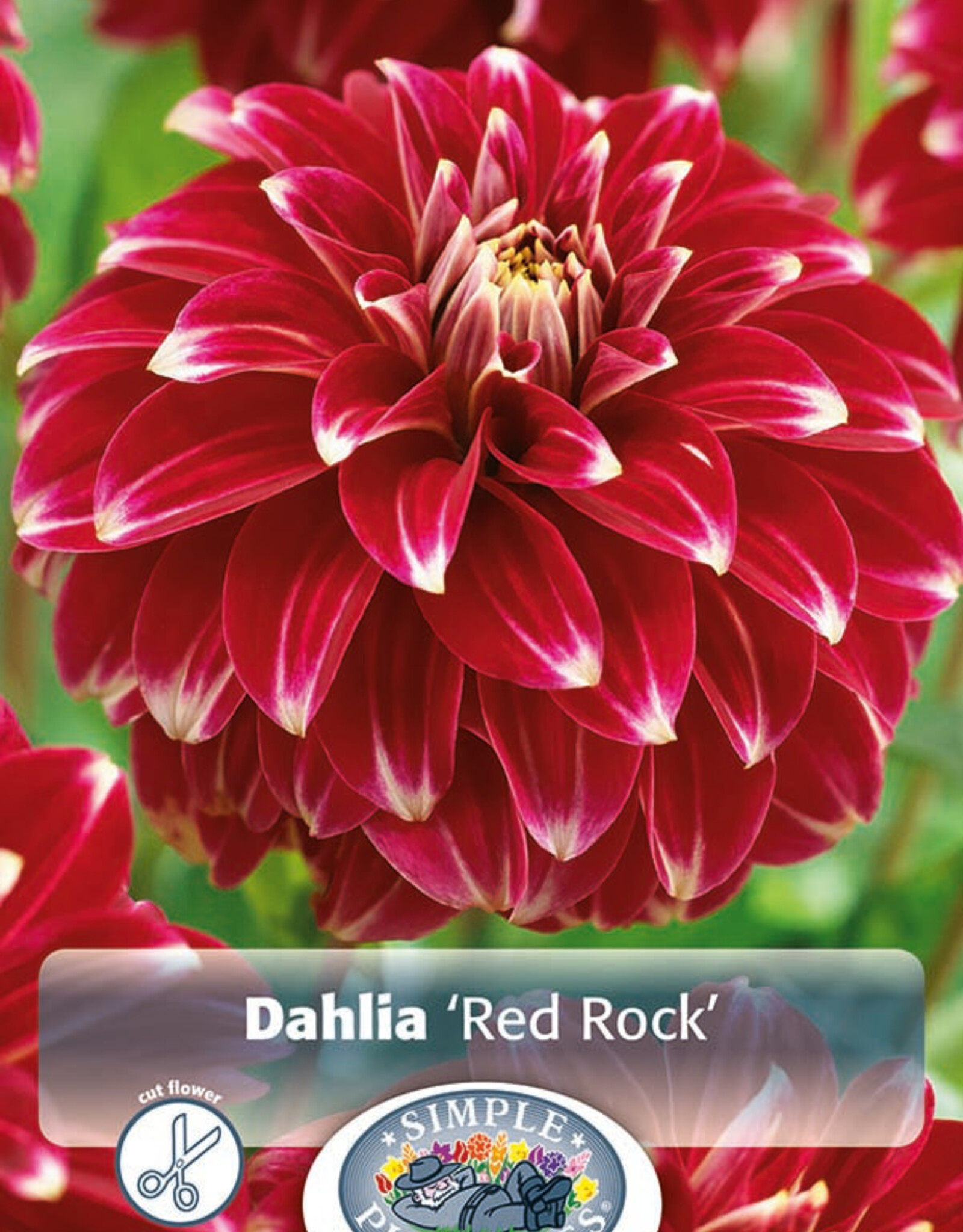 DeVroomen Dahlia Decorative Red Rock 1 tuber