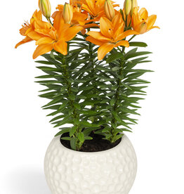 Zabo Lilium Asiatic Pot Lily TINY DOUBLE Dutch- Orange #1 pot
