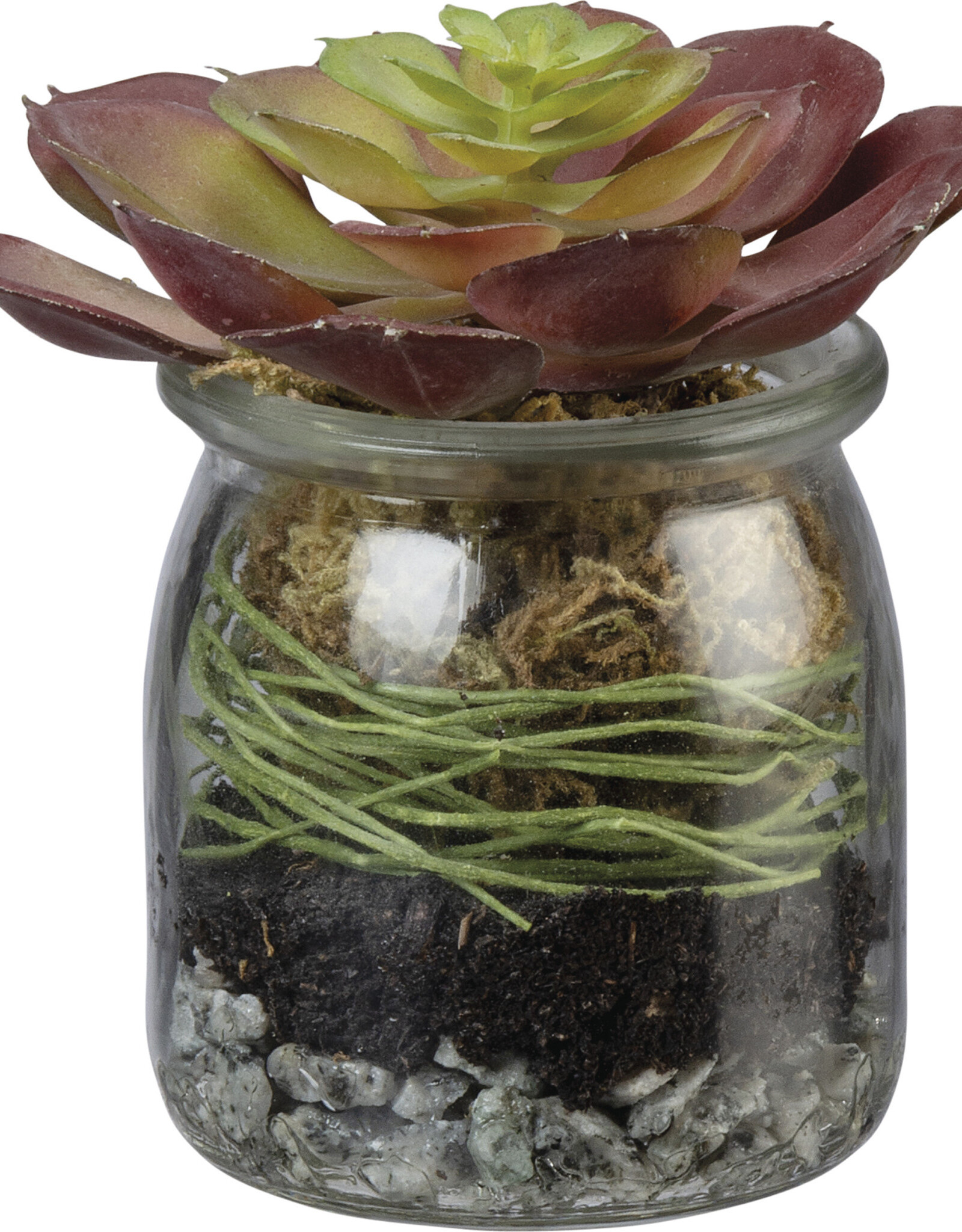 Red Rosette Succulent Jar