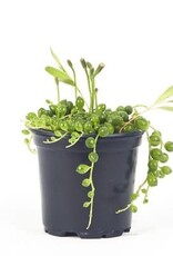Cascade Tropicals Senecio rowleyanus 4in  -String of Pearls