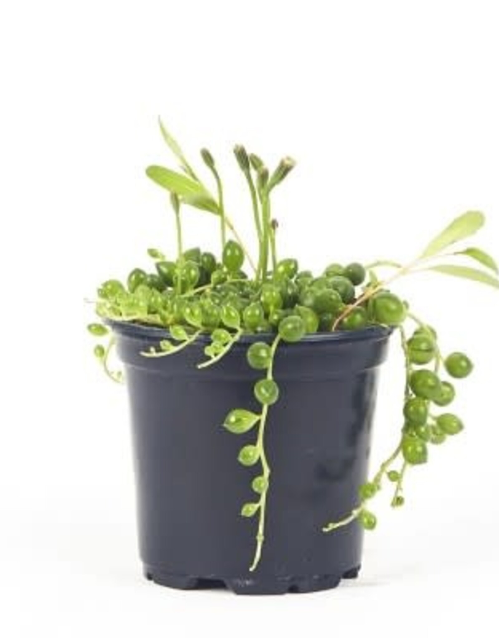 Cascade Tropicals Senecio rowleyanus 4in  -String of Pearls