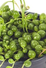 Cascade Tropicals Senecio rowleyanus 4in  -String of Pearls
