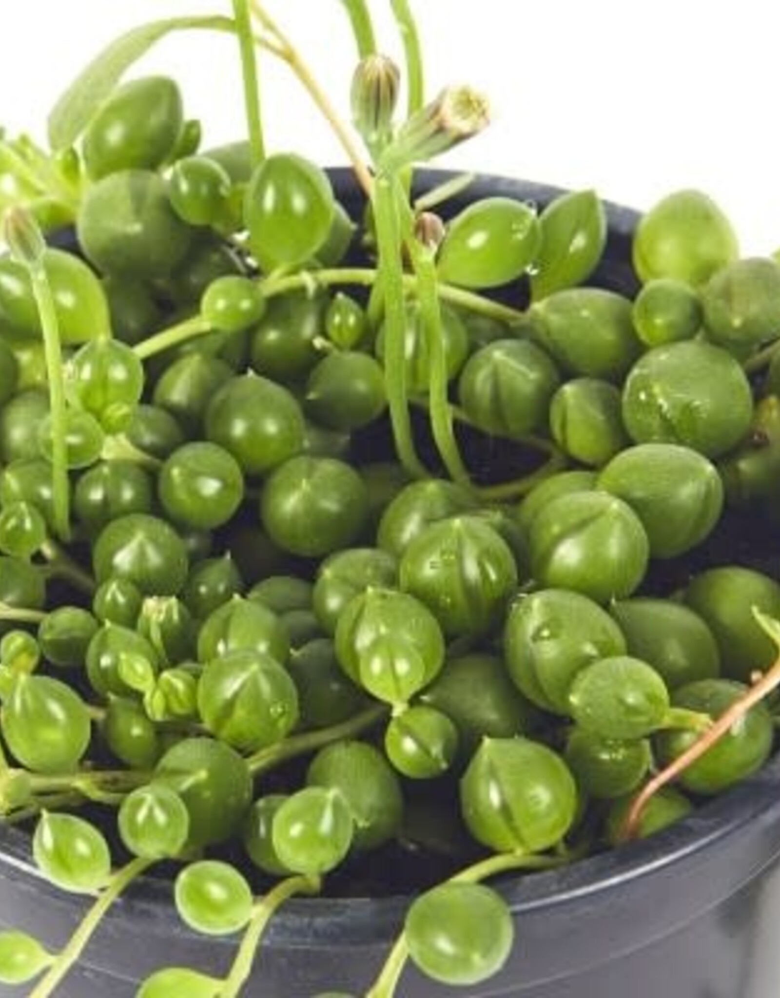 Cascade Tropicals Senecio rowleyanus 4in  -String of Pearls
