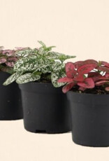 Mainland Hypoestes assorted 4 inch  Polka Dot Plant MF