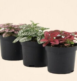 Mainland Hypoestes assorted 4 inch  Polka Dot Plant MF