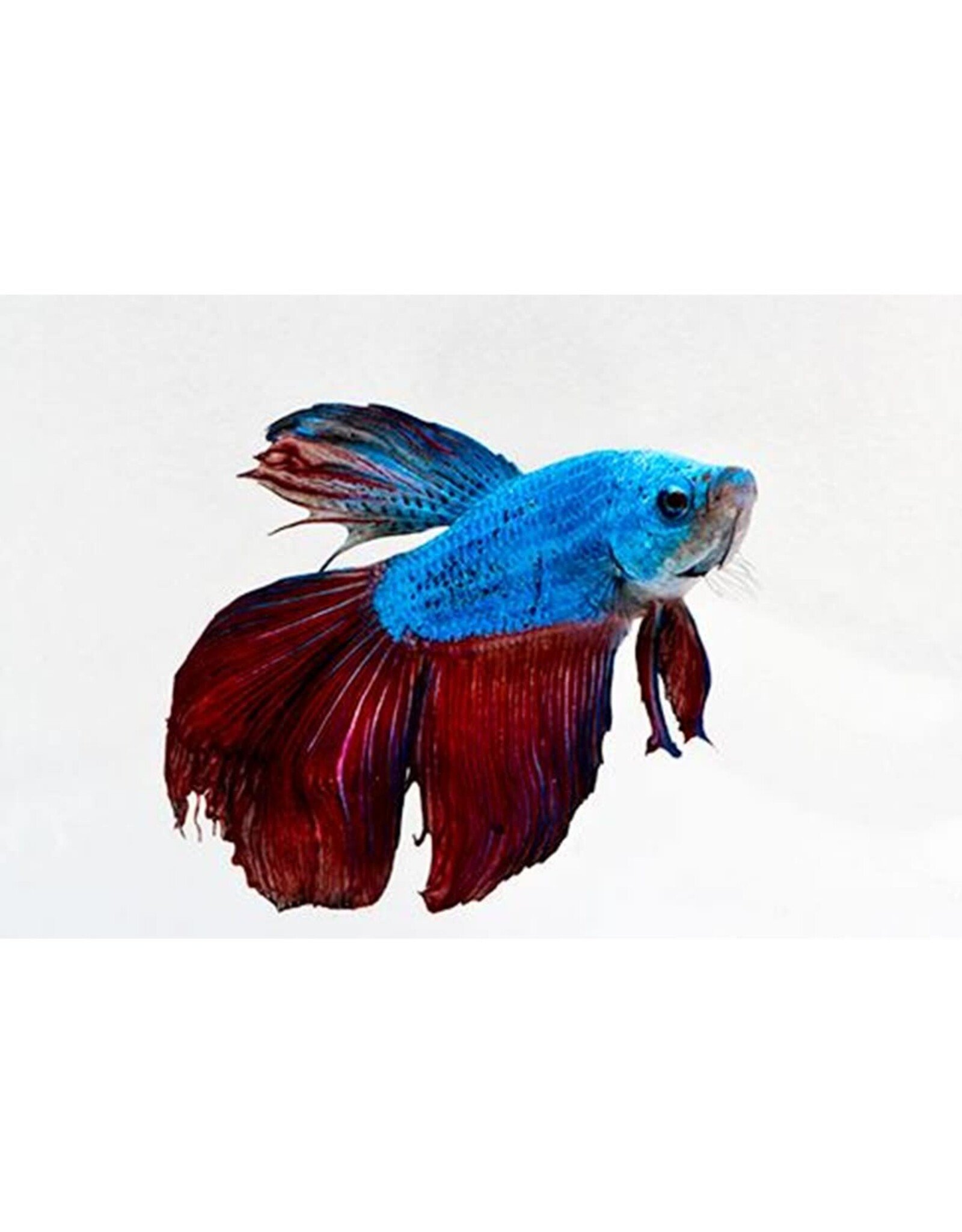 Segrest Farms Dragonscale Betta Male Lrg