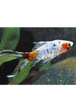 Calico Shubunkin Goldfish Reg