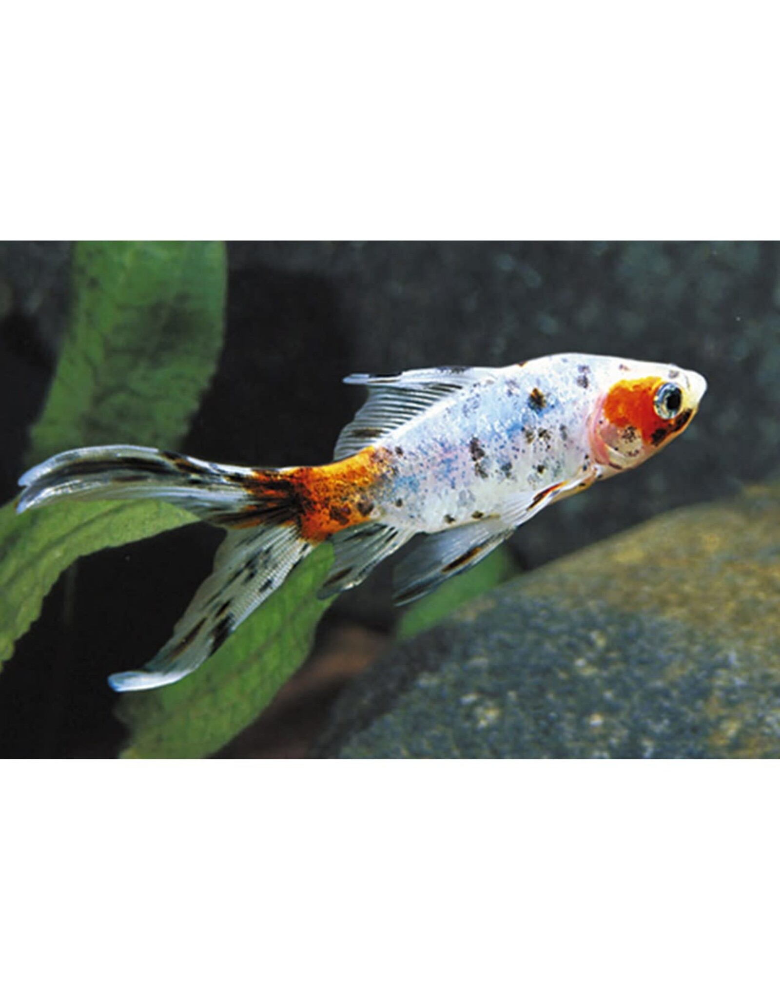 Calico Shubunkin Goldfish Reg