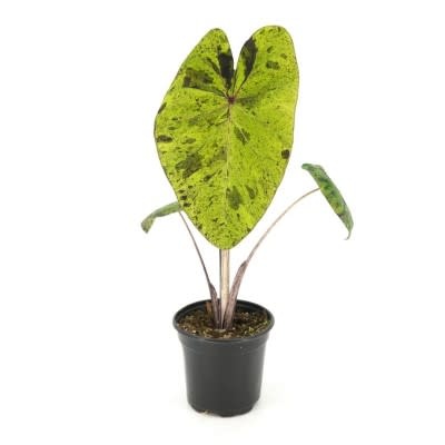 Cascade Tropicals Colocasia esc. 'Mojito' 4in -Elephant Ear - Wagon Wheel