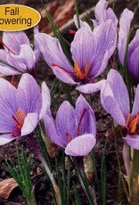 Netherland Bulb Company Crocus Fall Flowering Saffron Crocus 12/pk