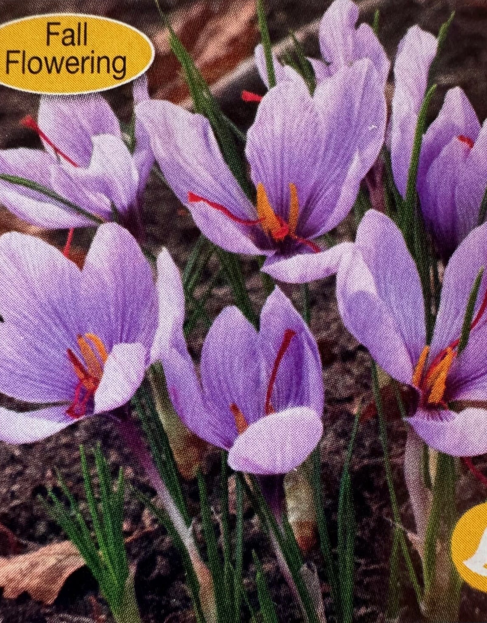 Netherland Bulb Company Crocus Fall Flowering Saffron Crocus 12/pk