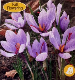 Netherland Bulb Company Crocus Fall Flowering Saffron Crocus 12/pk