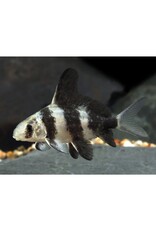 Chinese Highfin Shark Sml