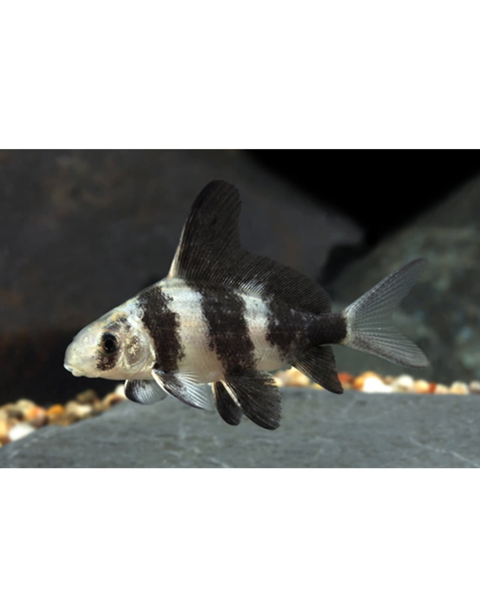 Chinese Highfin Shark Sml